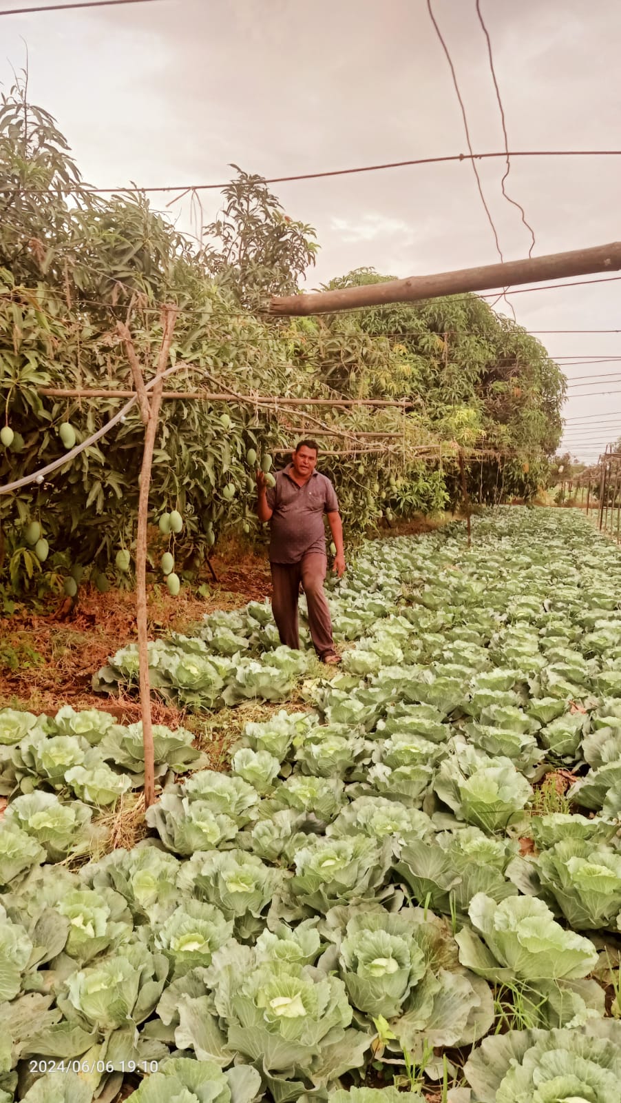 indian farmers strategy