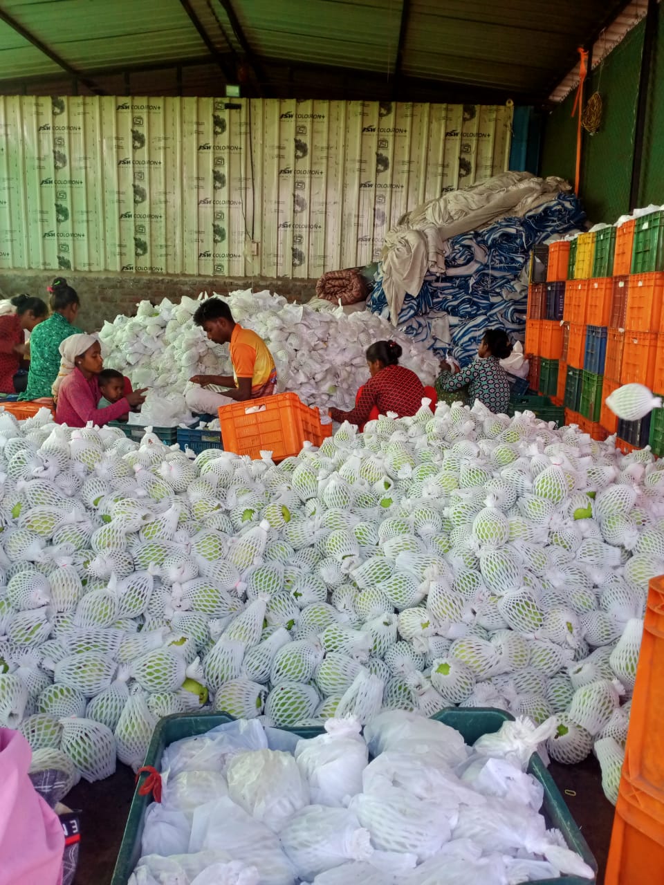 sorting and packing of quality guava