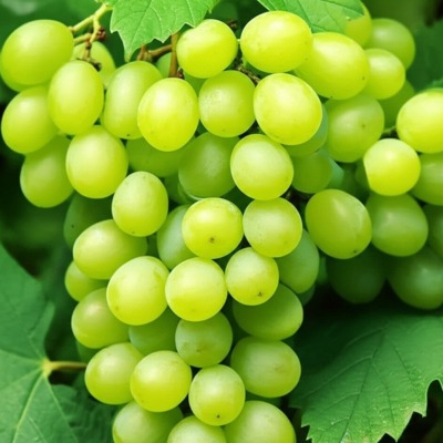 grapes2