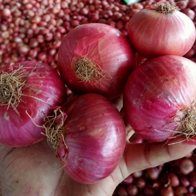 onion4