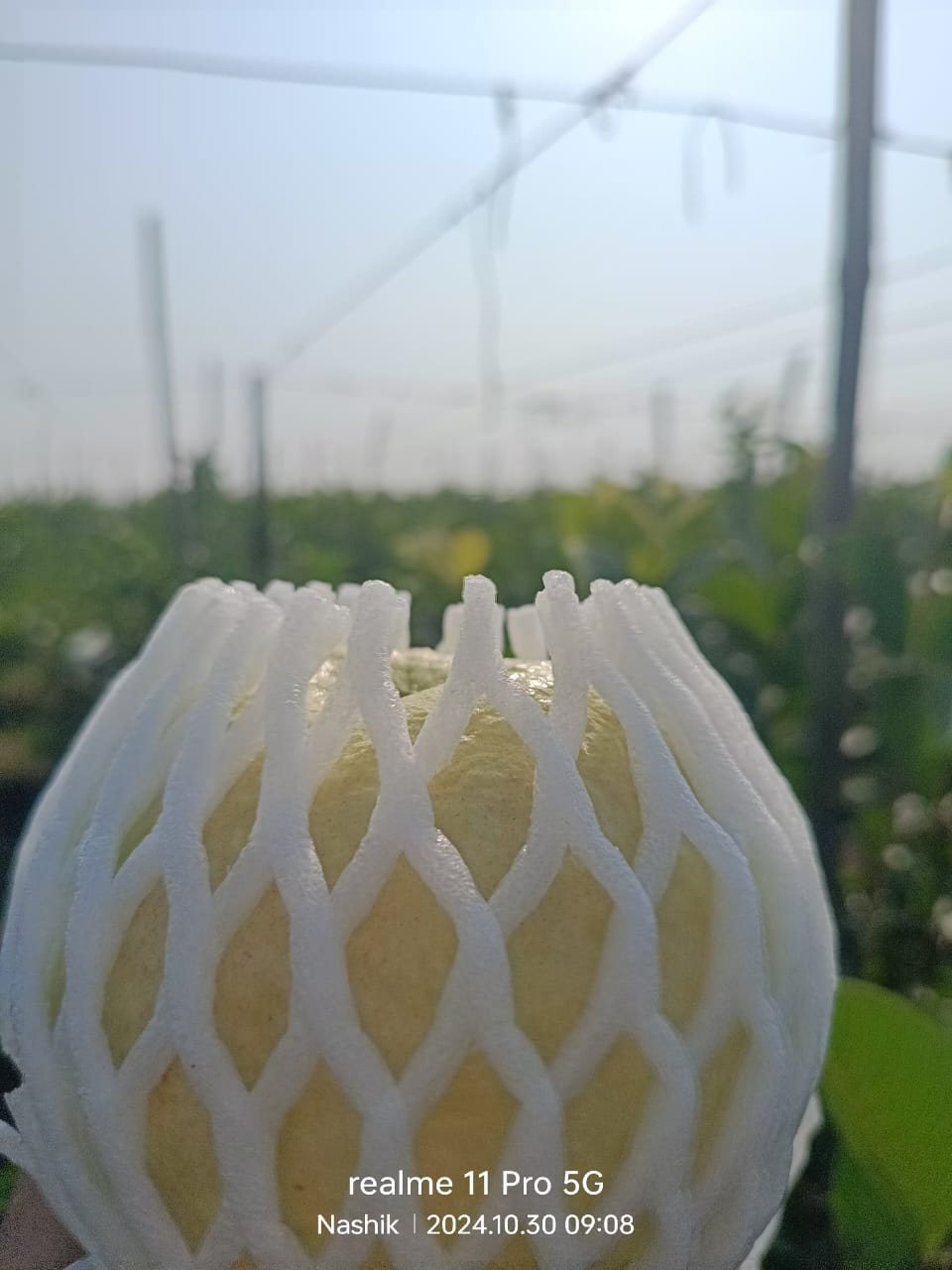 nashik guava 2