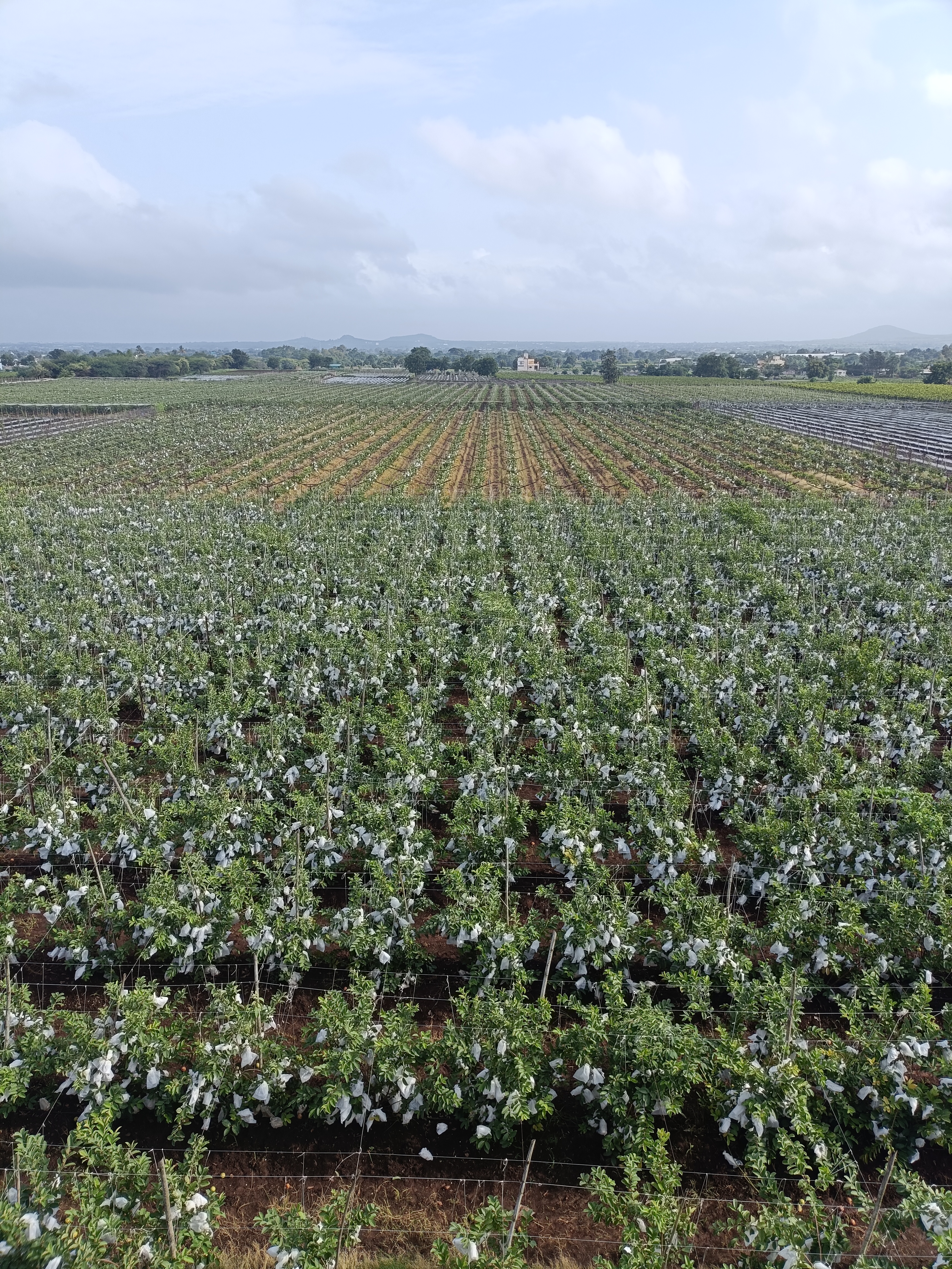nashik guava farm
