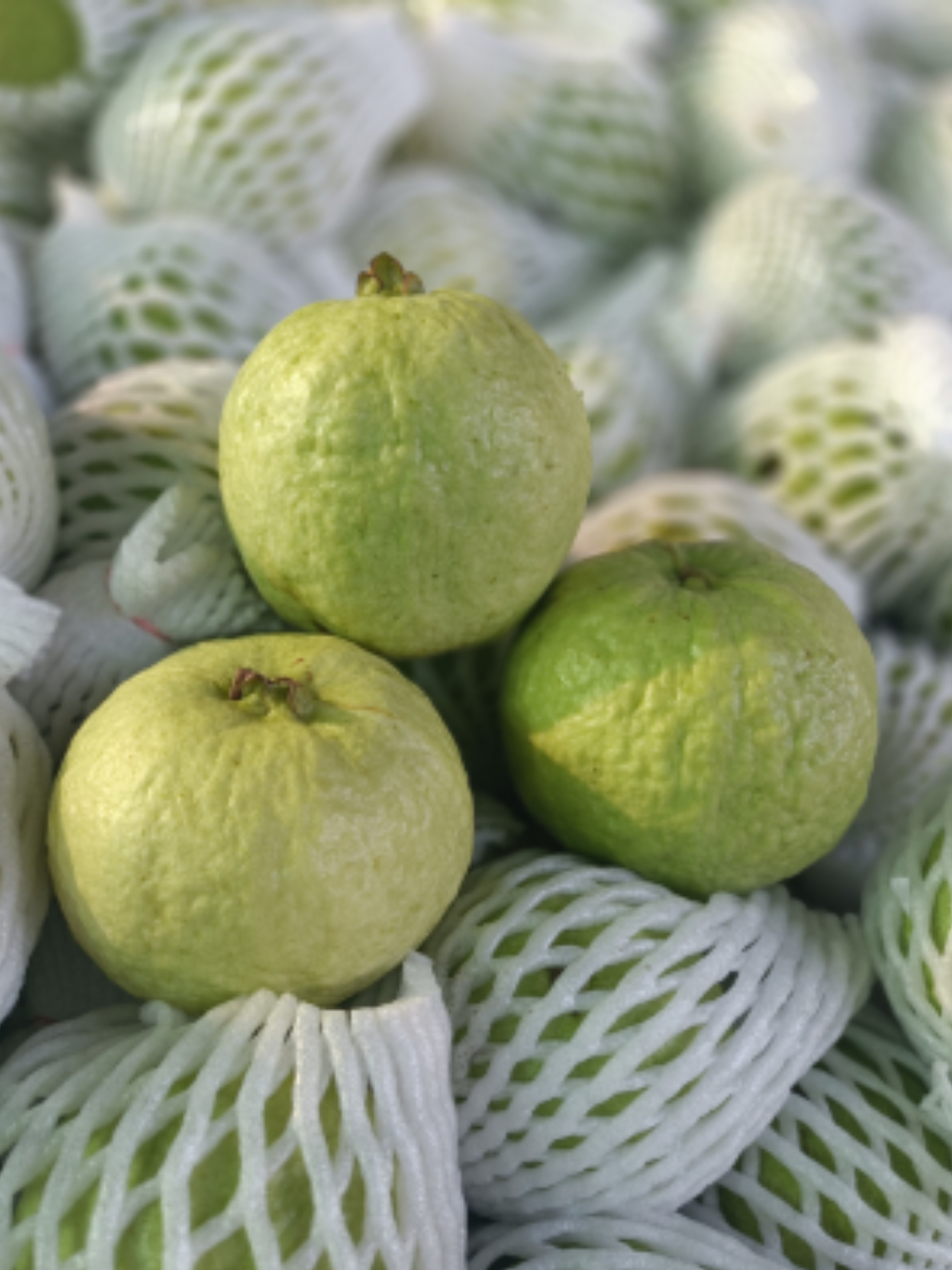 nashik guava